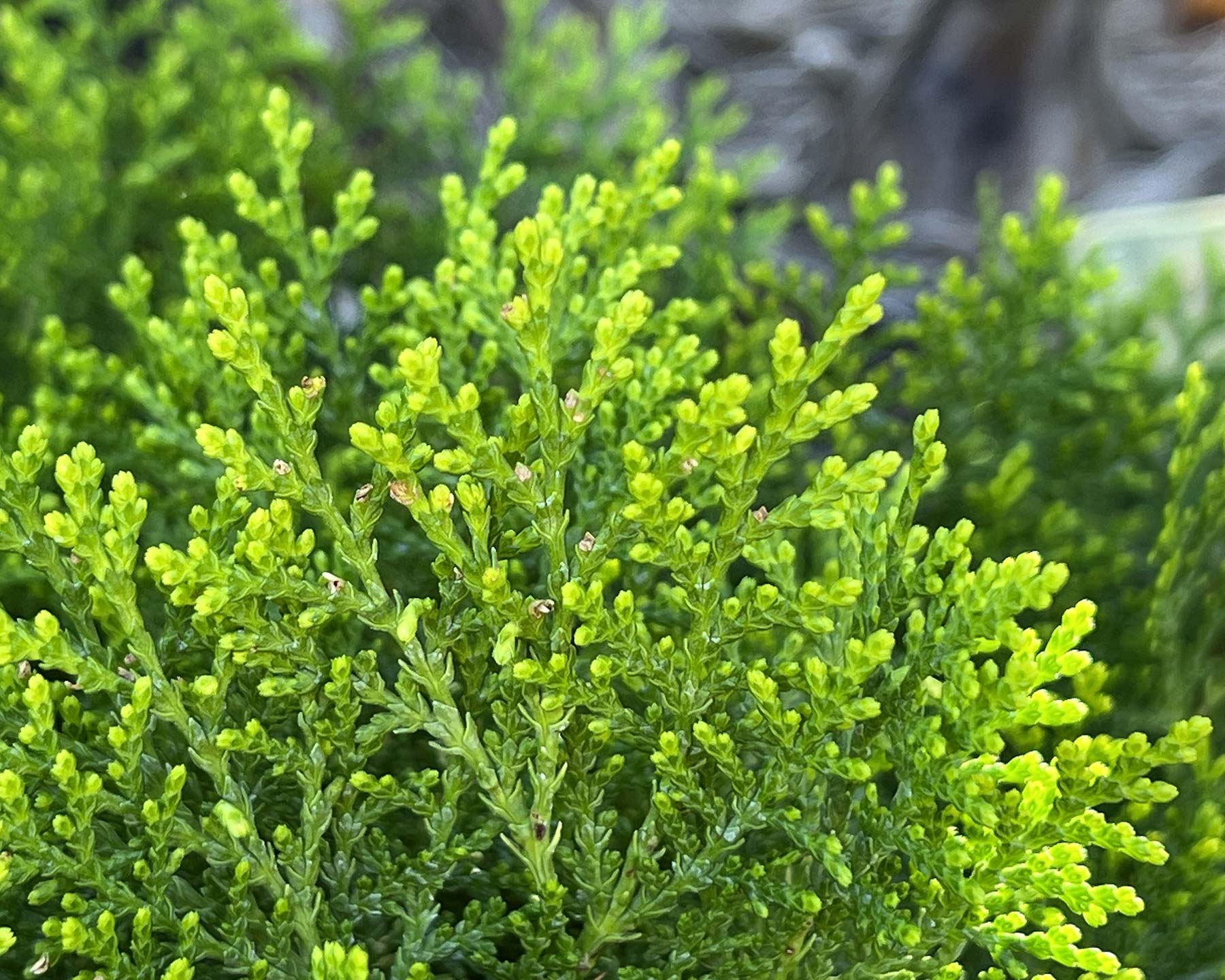 Platycladus orientalis leaf extract
