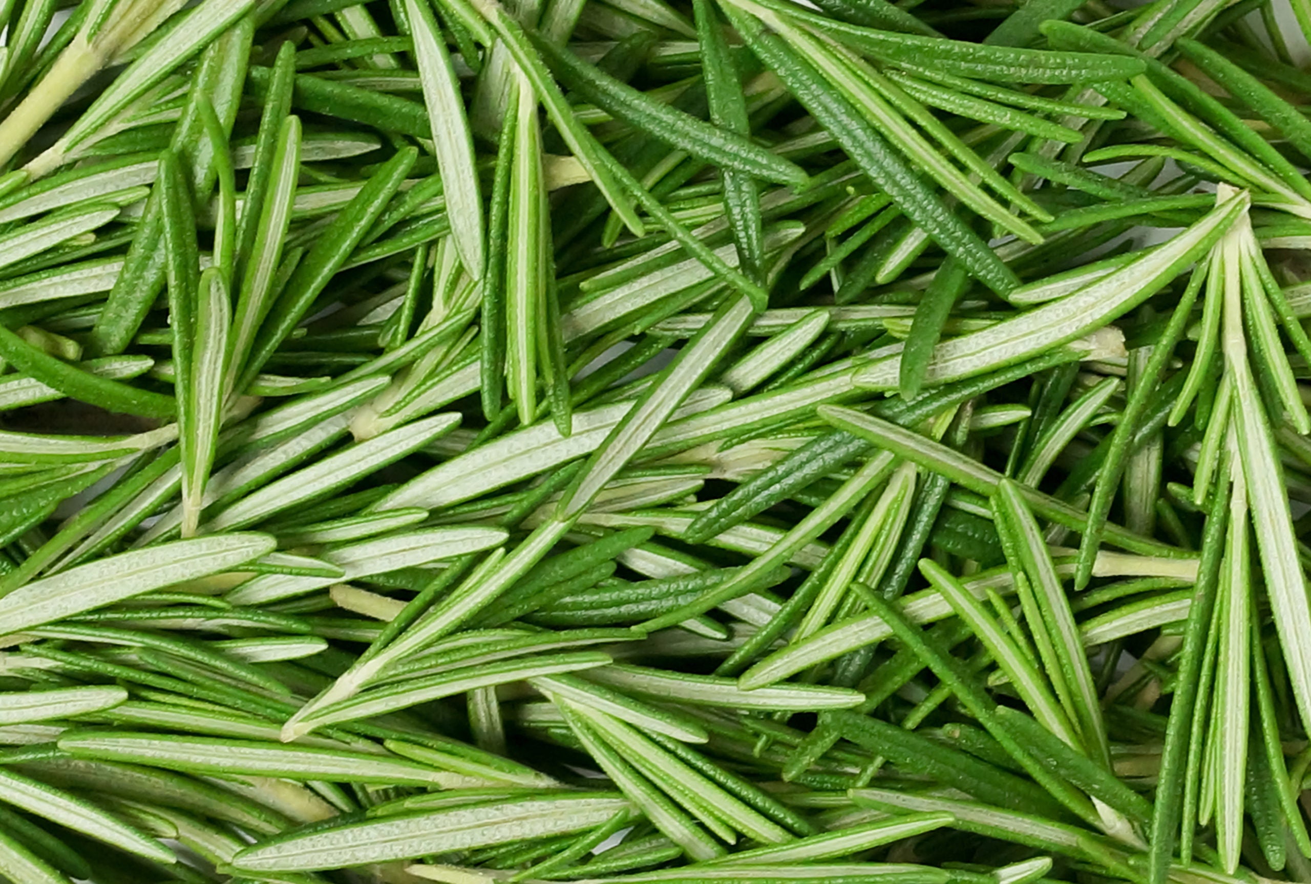 Rosmarinus Officinalis (Rosemary) Leaf Oil